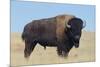 Buffalo-DLILLC-Mounted Photographic Print