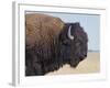 Buffalo-DLILLC-Framed Photographic Print