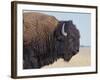 Buffalo-DLILLC-Framed Photographic Print