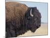 Buffalo-DLILLC-Mounted Photographic Print