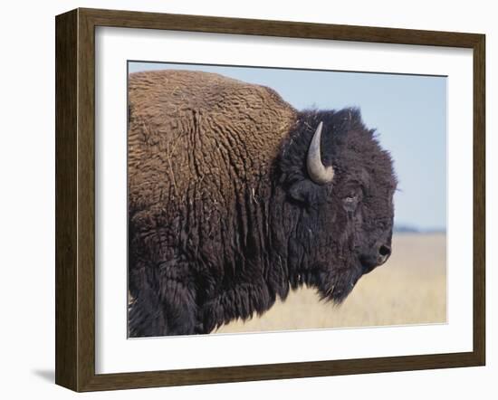 Buffalo-DLILLC-Framed Photographic Print