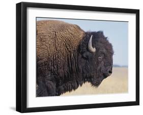 Buffalo-DLILLC-Framed Photographic Print