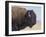 Buffalo-DLILLC-Framed Photographic Print