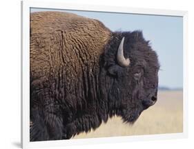 Buffalo-DLILLC-Framed Photographic Print