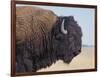 Buffalo-DLILLC-Framed Photographic Print