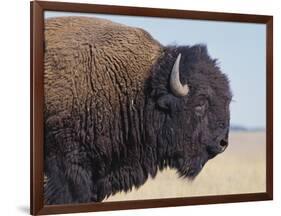 Buffalo-DLILLC-Framed Photographic Print