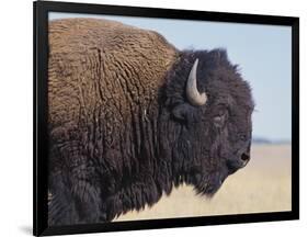 Buffalo-DLILLC-Framed Photographic Print