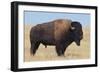 Buffalo-DLILLC-Framed Photographic Print