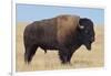 Buffalo-DLILLC-Framed Photographic Print