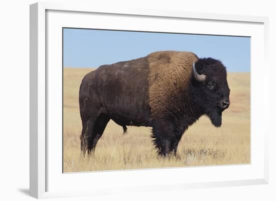 Buffalo-DLILLC-Framed Photographic Print