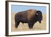 Buffalo-DLILLC-Framed Photographic Print