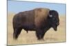 Buffalo-DLILLC-Mounted Photographic Print