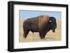 Buffalo-DLILLC-Framed Photographic Print