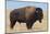 Buffalo-DLILLC-Mounted Photographic Print