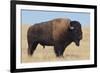 Buffalo-DLILLC-Framed Photographic Print