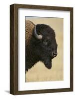 Buffalo-DLILLC-Framed Photographic Print