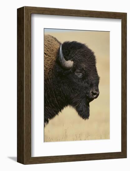 Buffalo-DLILLC-Framed Photographic Print