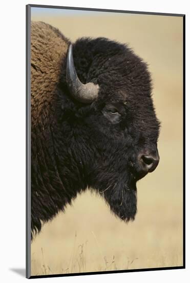 Buffalo-DLILLC-Mounted Photographic Print