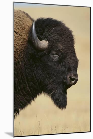 Buffalo-DLILLC-Mounted Photographic Print