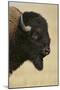 Buffalo-DLILLC-Mounted Photographic Print