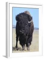 Buffalo-DLILLC-Framed Photographic Print