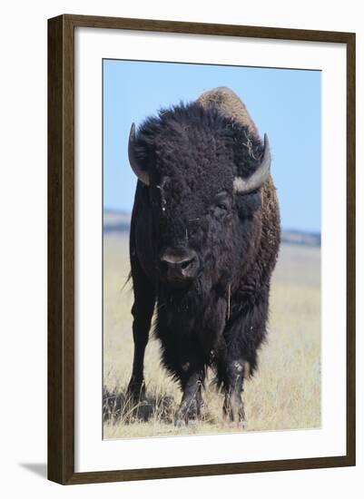 Buffalo-DLILLC-Framed Photographic Print