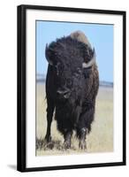 Buffalo-DLILLC-Framed Photographic Print