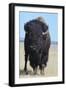 Buffalo-DLILLC-Framed Photographic Print