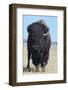 Buffalo-DLILLC-Framed Photographic Print