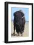 Buffalo-DLILLC-Framed Photographic Print