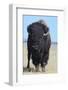 Buffalo-DLILLC-Framed Photographic Print