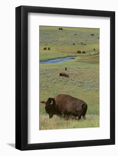 Buffalo-DLILLC-Framed Photographic Print