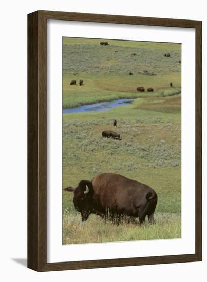 Buffalo-DLILLC-Framed Photographic Print