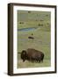 Buffalo-DLILLC-Framed Photographic Print