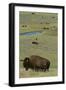 Buffalo-DLILLC-Framed Photographic Print