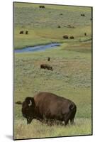 Buffalo-DLILLC-Mounted Photographic Print