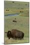 Buffalo-DLILLC-Mounted Photographic Print