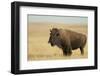 Buffalo-DLILLC-Framed Photographic Print