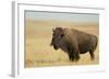 Buffalo-DLILLC-Framed Photographic Print