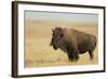 Buffalo-DLILLC-Framed Photographic Print