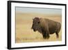 Buffalo-DLILLC-Framed Photographic Print