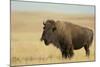 Buffalo-DLILLC-Mounted Photographic Print