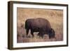 Buffalo-DLILLC-Framed Photographic Print