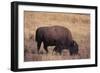 Buffalo-DLILLC-Framed Photographic Print