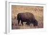 Buffalo-DLILLC-Framed Photographic Print