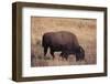 Buffalo-DLILLC-Framed Photographic Print