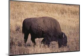 Buffalo-DLILLC-Mounted Photographic Print