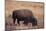 Buffalo-DLILLC-Mounted Photographic Print