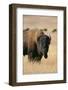 Buffalo-DLILLC-Framed Photographic Print