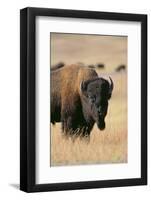 Buffalo-DLILLC-Framed Photographic Print